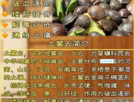 土元养殖怎么做？新手入门快速又简单！