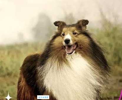 苏格兰牧羊犬多少钱一只？告诉你真实市场行情！