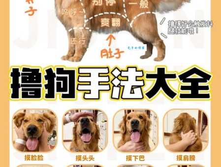 怎么上狗狗网？新手教程手把手教你用！