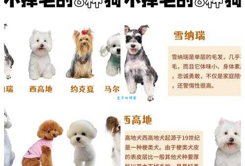 雪纳瑞犬掉毛吗？这几个方法轻松解决毛发问题！