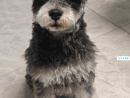 雪纳瑞犬掉毛吗?这几个方法轻松解决毛发问题!