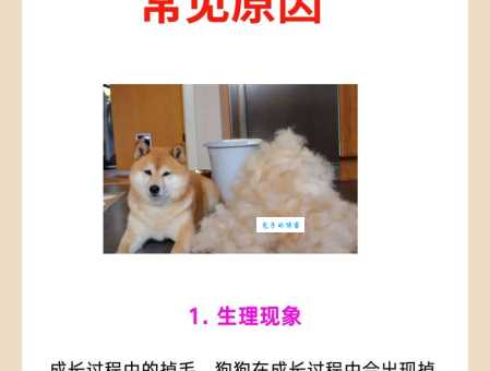 古牧犬掉毛吗？掉毛季如何打理才干净？