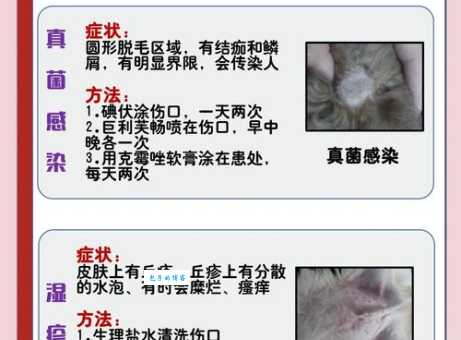 马耳他梗犬常见病有哪些？学会预防让它更健康！