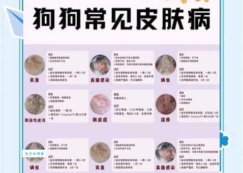 马耳他梗犬常见病有哪些？学会预防让它更健康！