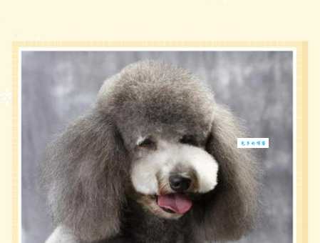 贵妇犬多少钱一只？最新市场价格全解析！