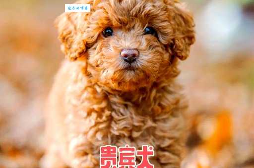 贵妇犬多少钱一只？最新市场价格全解析！
