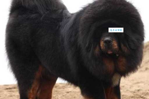 狮子头藏獒哪里买好？挑选健康犬只秘诀！