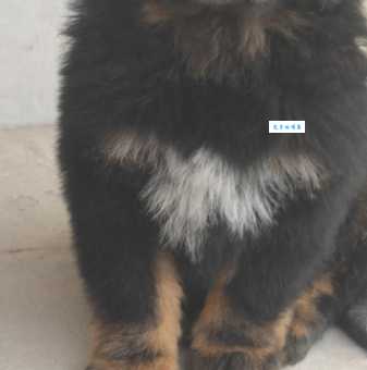 狮子头藏獒哪里买好？挑选健康犬只秘诀！