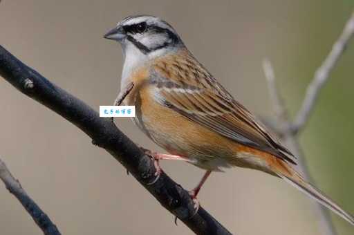 灰头鹀指名亚种在哪里？观鸟爱好者必看指南！