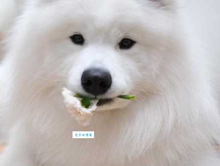 穆熙妍的狗照片哪里看？萌翻你的心！