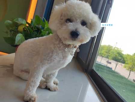 穆熙妍的狗照片哪里看？萌翻你的心！