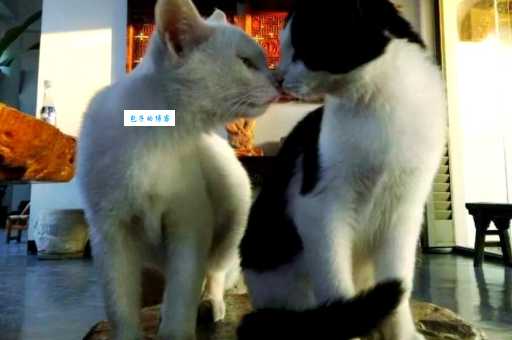 清华猫馆长是谁？揭秘校园网红猫的故事！