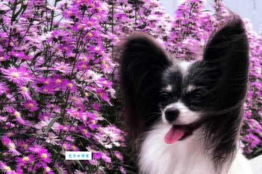 蝴蝶犬怎么训练？轻松搞定让它乖巧听话！