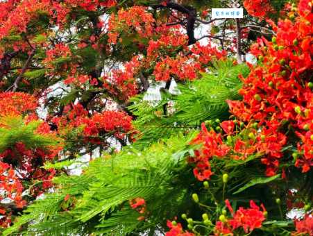 花凤凰和什么花搭配好看？园艺师推荐这几种组合！