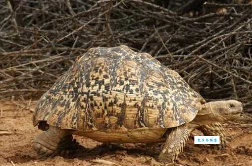 豹龟结石复发了怎么办？科学饲养是关键！