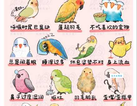 虎皮鹦鹉的繁殖注意事项，避免新手常犯的错误！
