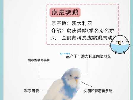 虎皮鹦鹉的繁殖注意事项，避免新手常犯的错误！