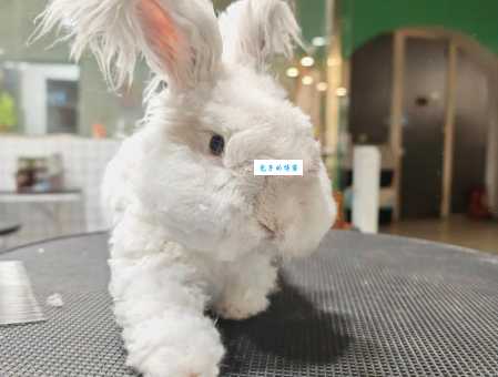 泽西长毛兔和安哥拉兔区别，新手铲屎官必看！