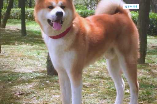 新手养秋田犬好养吗？看完这篇再做决定！