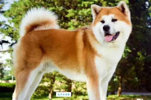 新手养秋田犬好养吗？看完这篇再做决定！