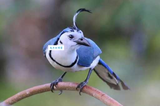 台湾蓝鹊有什么特点？认识这种美丽的鸟！
