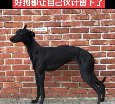 如何训练灵提犬？教你几个实用方法让它更听话！