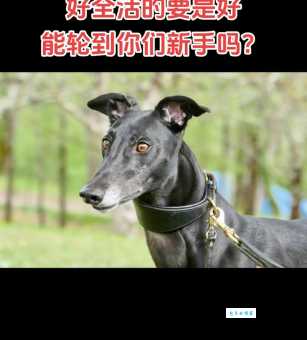 如何训练灵提犬？教你几个实用方法让它更听话！