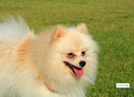 俊介君为什么这么火？揭秘它风靡全球的秘密！