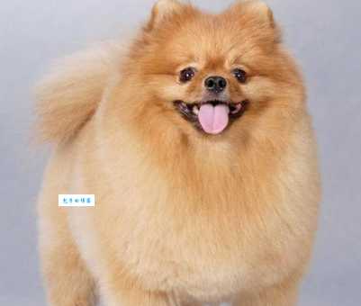 俊介君为什么这么火？揭秘它风靡全球的秘密！