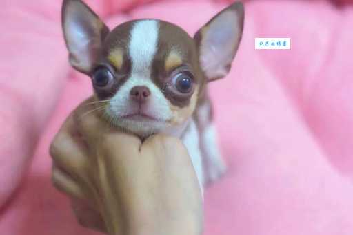 吉娃娃智商高吗？别被它小身体给骗了哦！