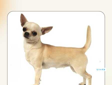 吉娃娃智商高吗？别被它小身体给骗了哦！