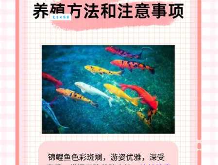 锦鲤的饲养方法新手必看，告别养鱼烦恼！