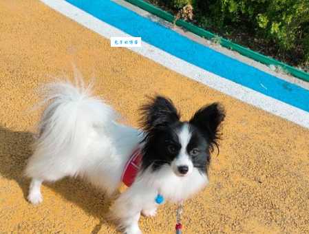 纯种蝴蝶犬价格多少？买之前这些事项要注意！