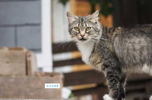 马恩岛猫有哪些特点？无尾猫咪的魅力大解析！