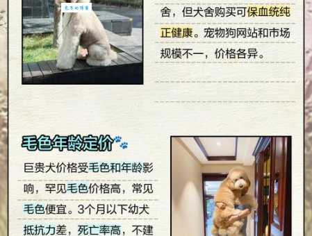 萌犬俊介多少钱一只呢？新手铲屎官必看价格表！