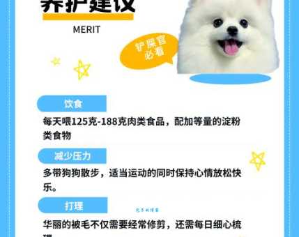 萌犬俊介多少钱一只呢？新手铲屎官必看价格表！