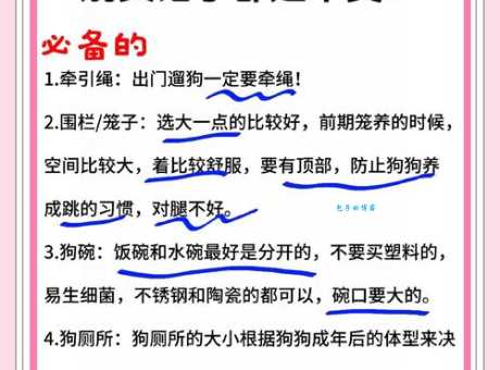 澳洲梗好养吗？新手饲主必看这几点！