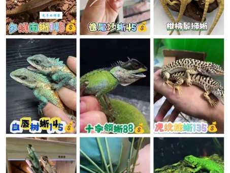 蜥蜴宠物饲养技巧？资深玩家分享独家经验！