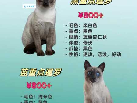 哈瓦那猫和暹罗猫的区别？一文看懂它们的不同！