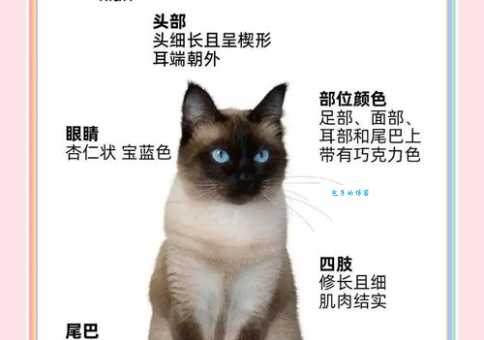 哈瓦那猫和暹罗猫的区别？一文看懂它们的不同！