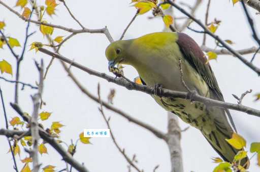 怎么才能看到红翅绿鸠？这份观鸟攻略请收好！