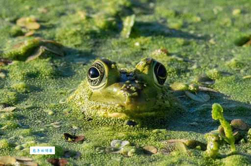 活在海里的青蛙哪里有？探索地球上的特别物种。