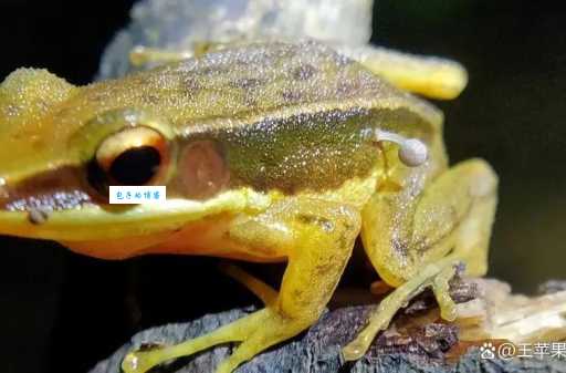活在海里的青蛙哪里有？探索地球上的特别物种。