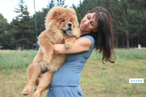 哪个松狮俱乐部比较好？资深狗友推荐这几家！