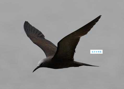 玄燕鸥吃什么食物？了解它们的生活习性！