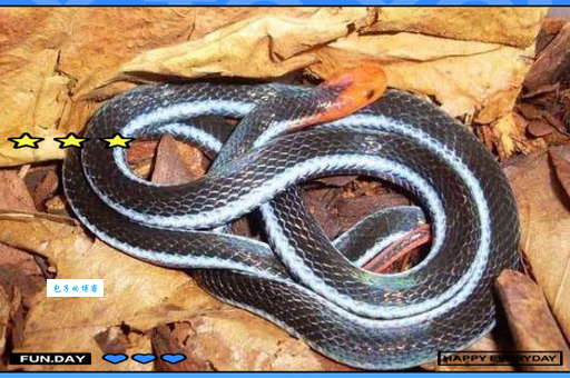 蓝长腺珊瑚蛇的百度百科：全面了解这种毒蛇！