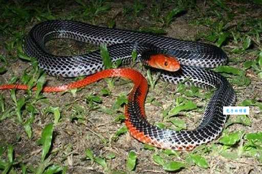 蓝长腺珊瑚蛇的百度百科：全面了解这种毒蛇！