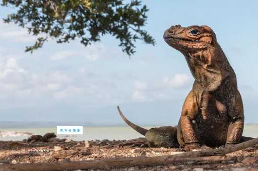 犀牛鬣蜥哪里买最好?挑选健康幼体的秘诀!