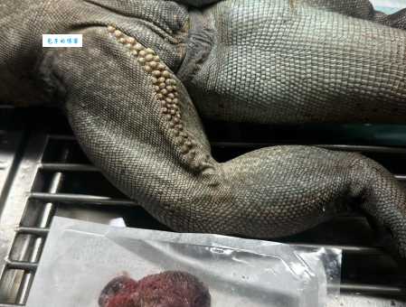 犀牛鬣蜥哪里买最好？挑选健康幼体的秘诀！