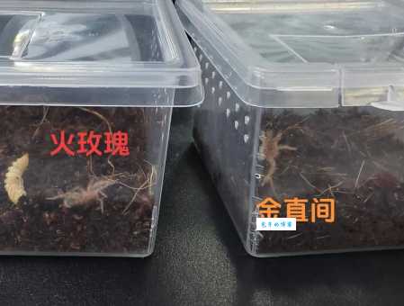 火玫瑰蜘蛛有毒吗？专家告诉你真相和安全指南！